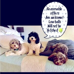 Find the Merle Monkey!